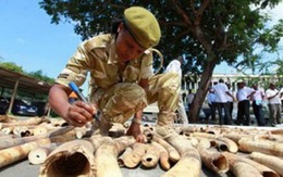 Bắt giữ trùm buôn lậu ngà voi tại Togo