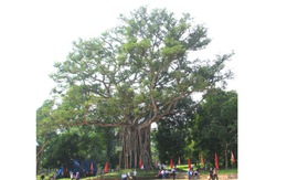 Công nhận 5 cây di sản ở Lam Kinh