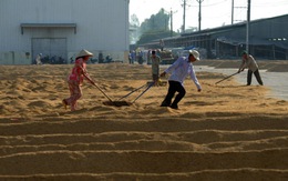 Bàn cách nâng giá trị gạo Việt