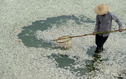 Trung Quốc: 30 tấn cá chết trắng trên sông