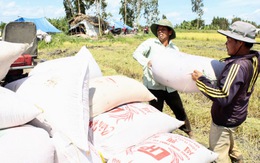 Nhà nước sẽ kiểm soát doanh nghiệp xuất khẩu gạo