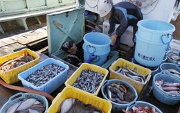 Hàn Quốc cấm nhập thủy sản từ Fukushima