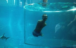 Nick Vujicic bơi cùng cá mập