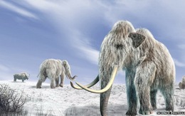 Voi mamút tuyệt chủng vì biến đổi khí hậu