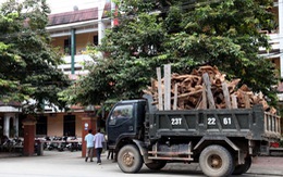 Bắt nghi phạm vận chuyển trên 5,3 tấn gỗ quý Ngọc Am