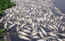Hà Nam: cá chết hàng loạt, ô nhiễm nghiêm trọng