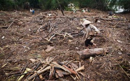 "Lũ gỗ" ngập tràn bên bờ sông Ngàn Phố