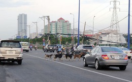 Đàn dê trên xa lộ Hà Nội