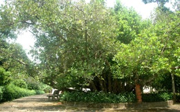 Bạch mai, trôm mõ được công nhận là cây di sản Việt Nam