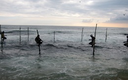 Xem câu cá ở Sri Lanka