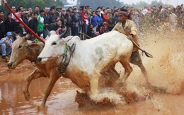 Tái hiện hội đua bò Bảy Núi tại Hà Nội