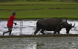 FAO cảnh báo thảm kịch kép của nông dân Philippines