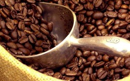 Cà phê robusta Việt Nam có giá trở lại