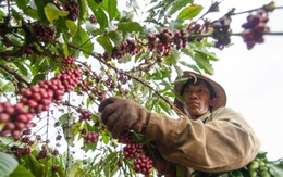 Cà phê VN hấp dẫn các nhà đầu tư nước ngoài