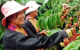 Cà phê Việt bung hàng trước tết khiến giá thế giới giảm