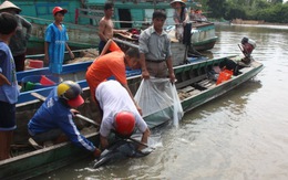 Giải cứu thành công cá heo lạc vào bờ