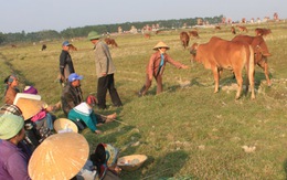 Một sào lúa  mua được hai bát phở, nông dân trả ruộng