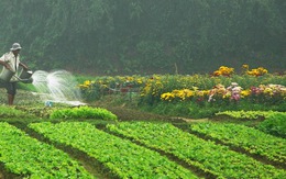 Gánh rau thay mẹ