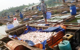Dân Biên Hòa "khóc ròng" vì cá chết hàng loạt