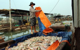 Đồng Nai: sông ô nhiễm, cá chết hàng chục tấn