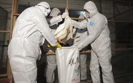 Cúm gia cầm H7N9 tiếp tục lây lan ở Trung Quốc