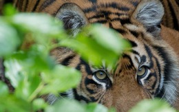 Ấn Độ: hổ trong vườn quốc gia vồ chết 4 người