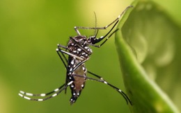 Panama dùng muỗi biến đổi gen chống sốt rét
