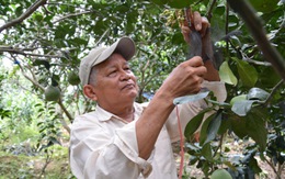 Nông dân Việt xuất ngoại dạy trồng bưởi