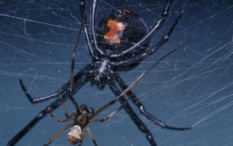 Múa "khêu gợi" giúp nhện đực tránh họa sát thân