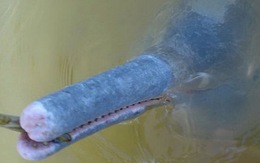 Phát hiện thêm loài cá heo nước ngọt mới tại Brazil
