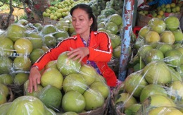 Vĩnh Long: Bưởi năm roi giá cao, khan hàng