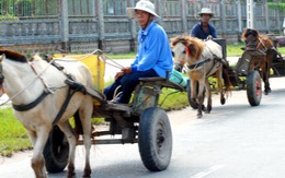 Xe ngựa - dấu ấn văn hóa vùng Bảy Núi
