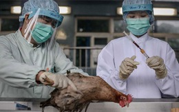 Tiêu hủy khoảng 20.000 con gà tại Hong Kong