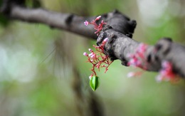 Một người bình thản hồn nhiên