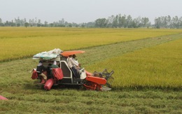 Vốn ngoại vào chuỗi sản xuất lúa gạo