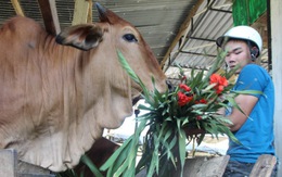 Đổ bỏ hoa layơn cho bò ăn