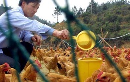 Cúm H7N9 vượt biên giới Trung Quốc