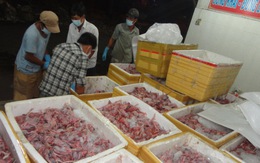 Bắt giữ 1,3 tấn thịt chim cút lậu