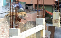 Clip một con báo gây náo loạn đường phố Ấn Độ