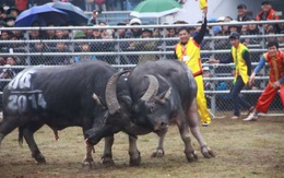 Lễ hội sao rùng rợn quá!