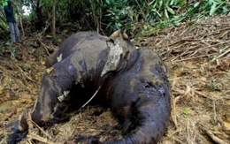 Indonesia: 7 con voi Sumatra lại bị đầu độc chết