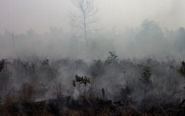Indonesia: cháy rừng, 25.000 người nhập viện vì khói bụi