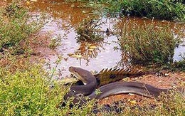 Kỳ thú cuộc chiến sinh tồn: trăn nuốt cá sấu