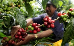 Giá tăng, nông dân bán 55% sản lượng vụ mùa cà phê