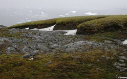Rêu Nam Cực tái sinh sau 1.500 năm bị đóng băng