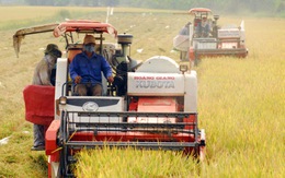 Chuyển đổi đất lúa dựa trên hiệu quả cây trồng