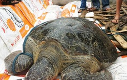 Rùa biển 80kg mắc kẹt trên phá Tam Giang