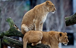 Vườn thú Đan Mạch giết 4 con sư tử