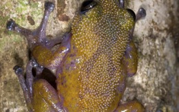 Loài ếch mới da có gai hình nón ở núi Ngọc Linh