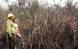 Cháy rừng trồng keo lai 5-6 năm tuổi ở Khánh Hòa